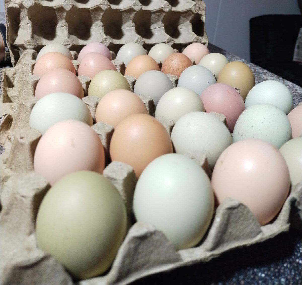 Huevos criollos Bobadilla's — cubeta 30 unidades con colores naturales únicos